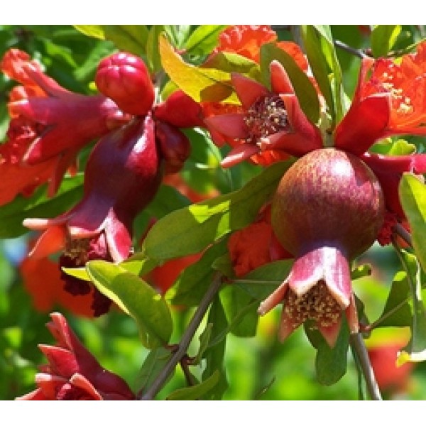 Pomegranate Plant - Anar
